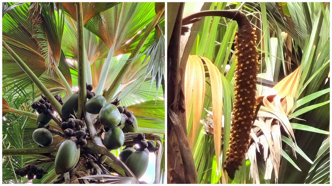 Seychelles 2023 - Part 2: Praslin