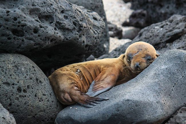 Cute, little, dozing sea lion