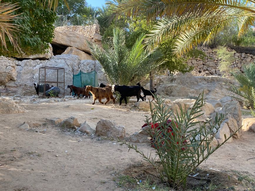 Calves in the wadi