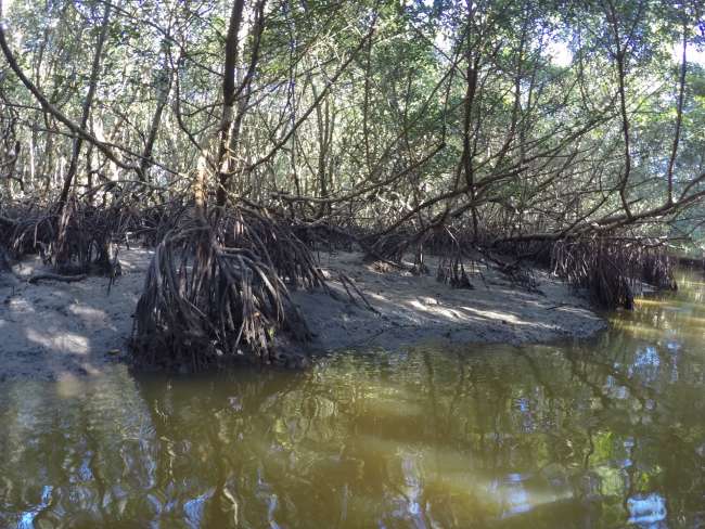 Mangrove shore