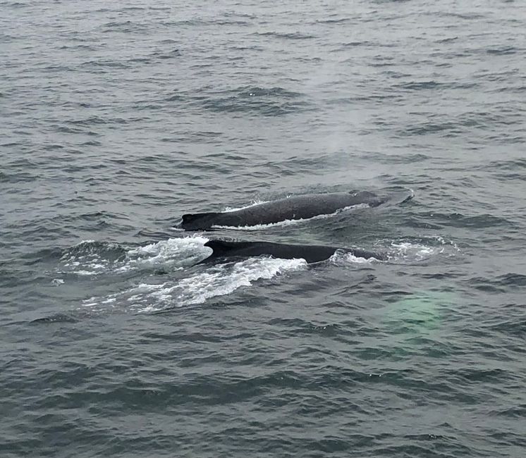 Бостон (посматрање китова)