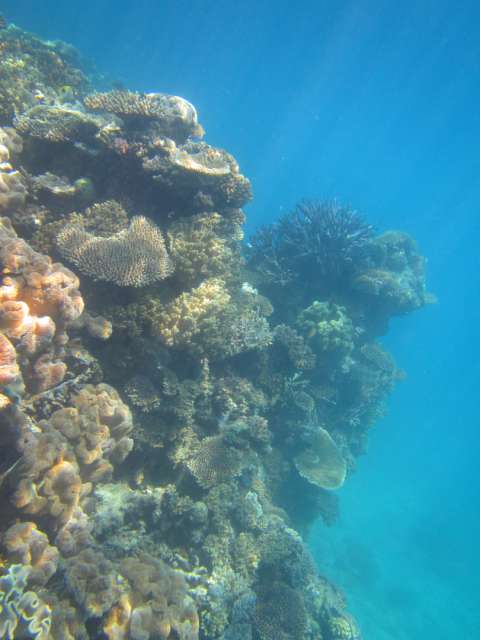 Day 9: Great Barrier Reef