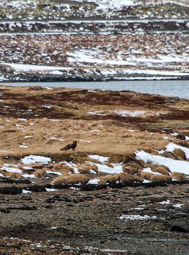 Ein Polarfuchs in den Westfjorden