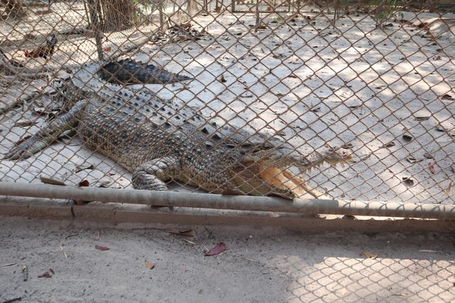 A crocodile sunbathing.