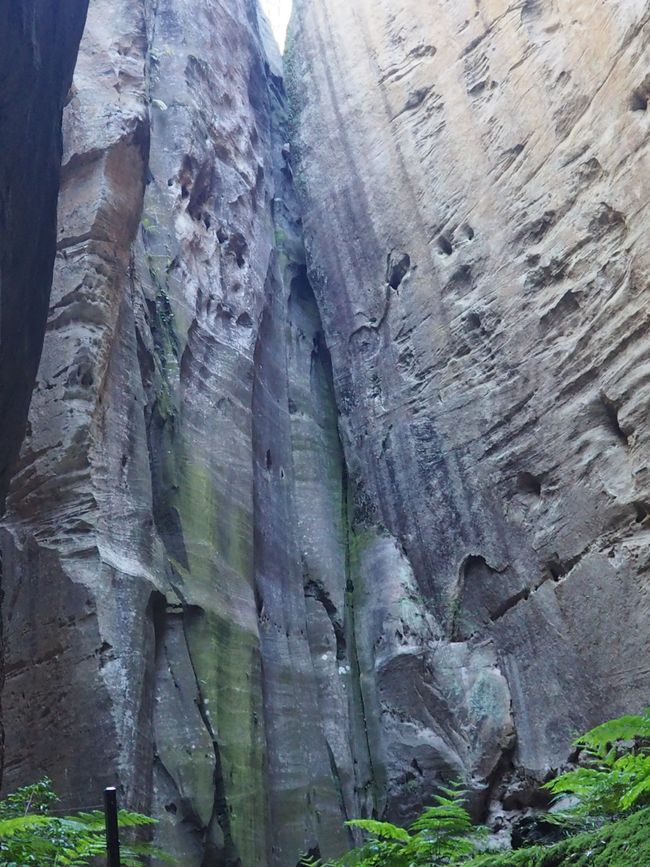 Carnarvon Gorge