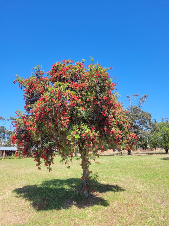New Norcia tree blossoms