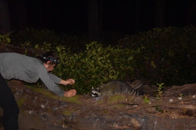 Cape Lookout: Attacked by a Raccoon