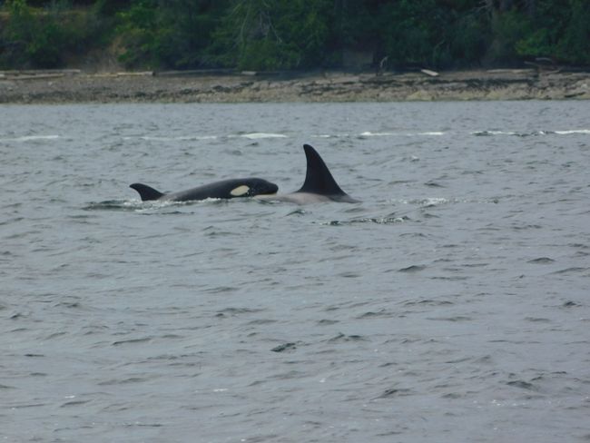 Whale Kureba Vancouver