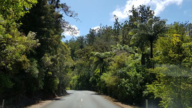 Day 3: Ruakaka - Waipoua Forest