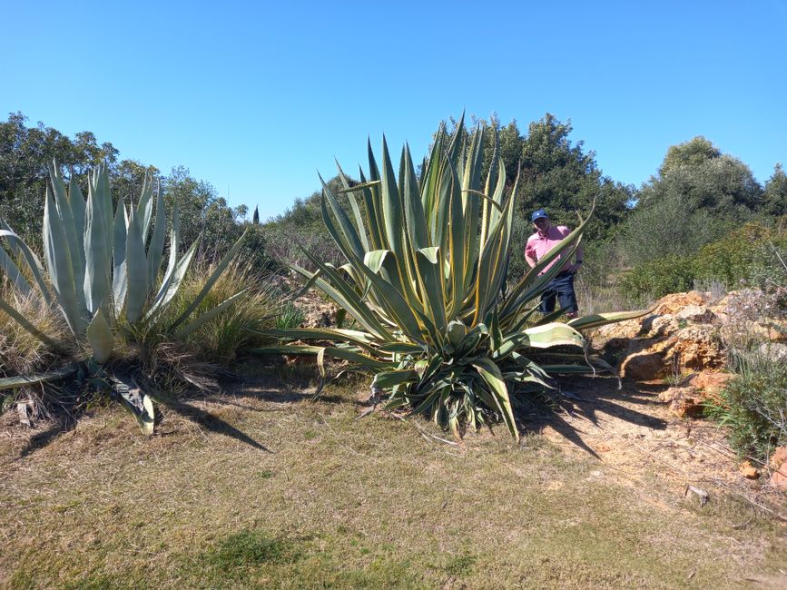ball and player behind the agaves