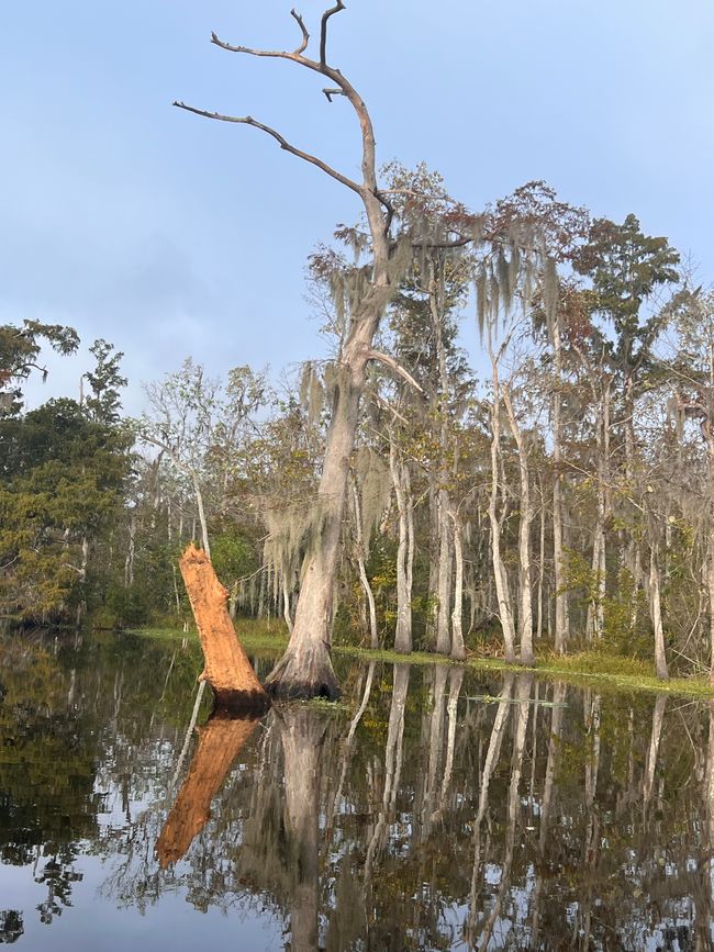Wildes Louisiana