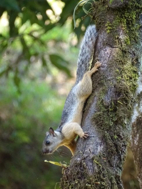Costa Rican squirrels in the garden