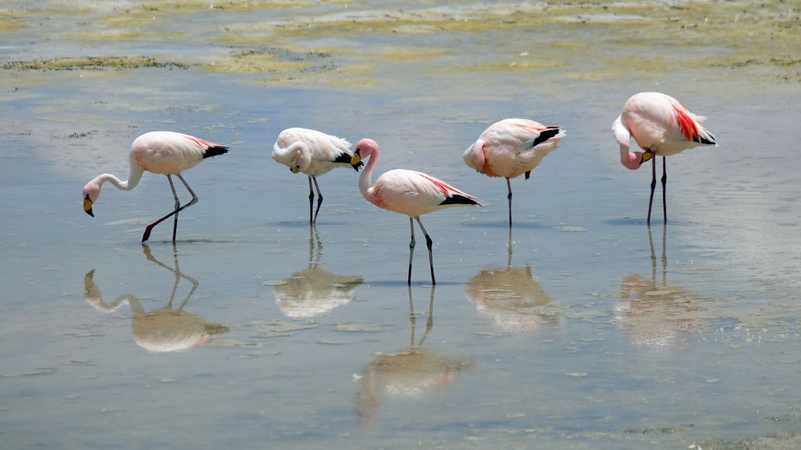 …und Flamingos.
