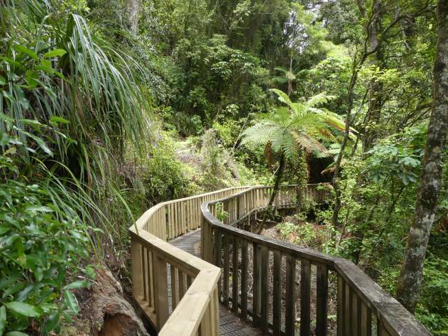 Path through the rainforest