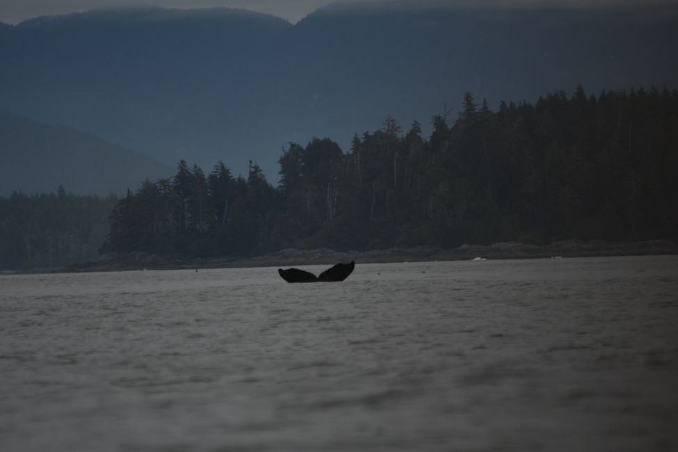 Whale Watching (Humpback Whale)