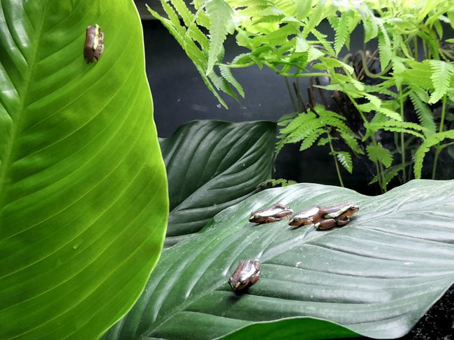Vancouver Aquarium - the little cuties are relaxing on the leaf