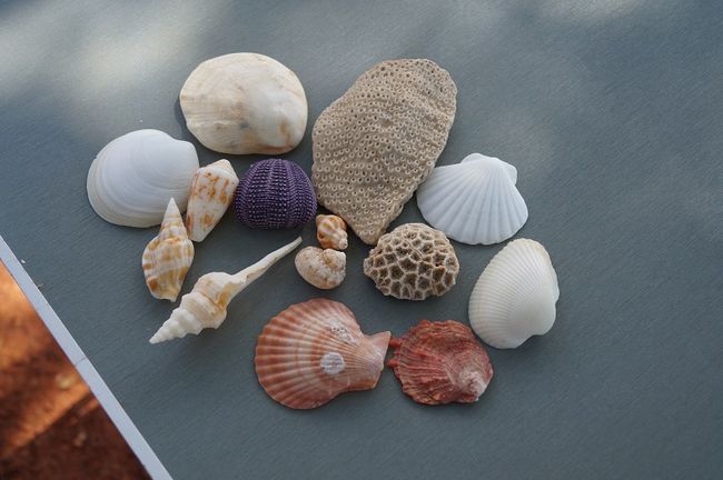 Shells look different than at the Baltic Sea