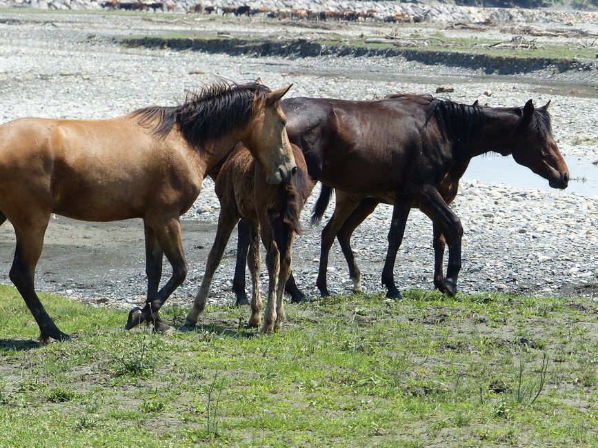 Pferde Treck durch Georgien