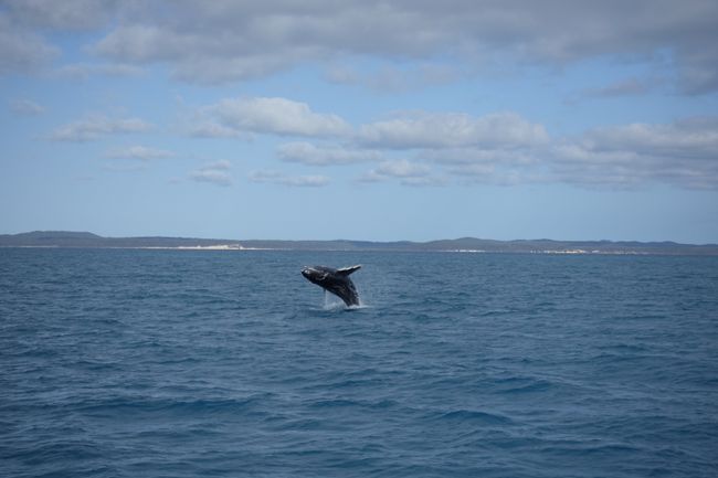 Whale Watching and Feeding Dolphins