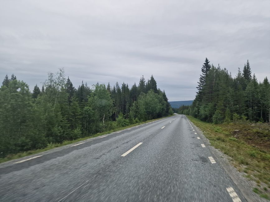 Only Forests in Sweden