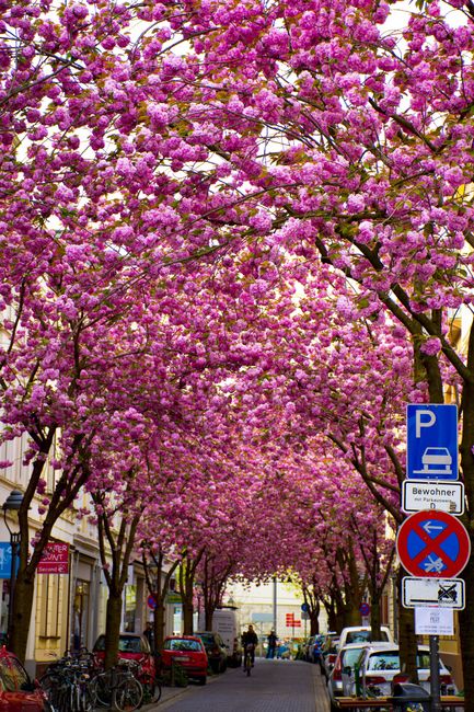 Kirschbaumblüte in Bonn