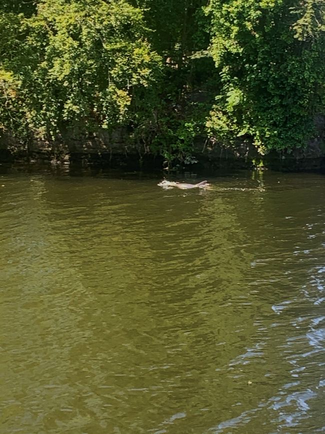 unusual guest in the River Lee, a dolphin :)