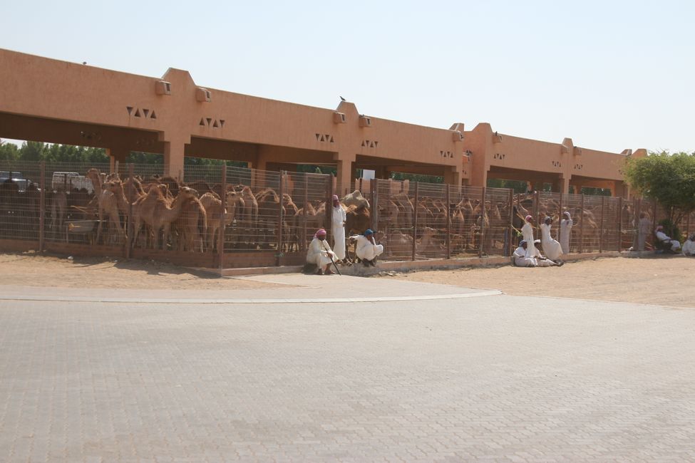Kamelmarkt