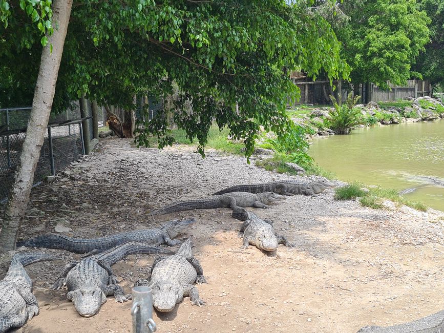 Weibliche Krokodile.