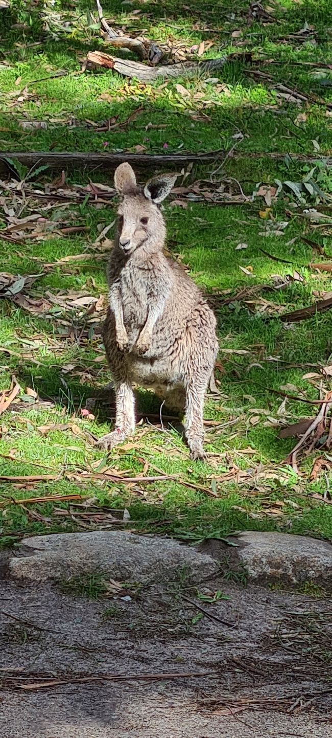 Day 10+11 - The Grampians, kangaroos with joeys