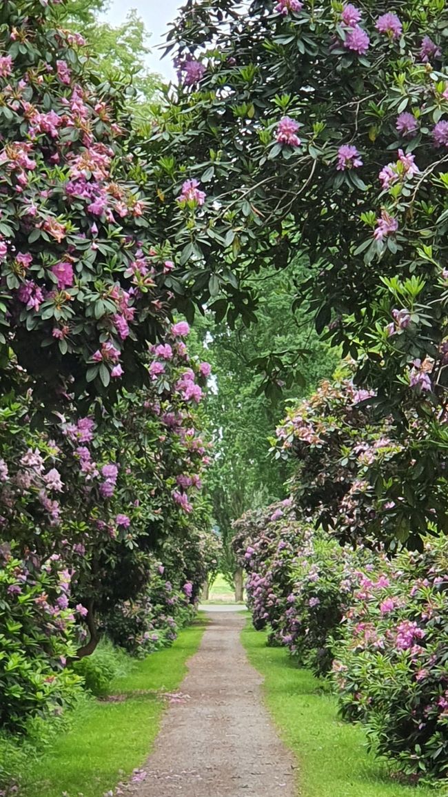 Rhododendron Avenue Hagenburg
