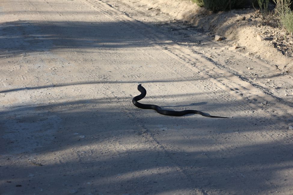 snake on the way back to Flinders Chase