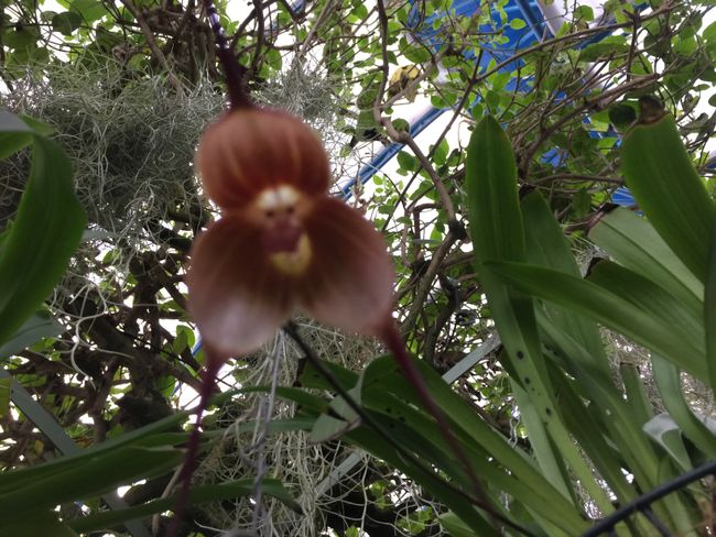 Dracula 🧛‍♂️ Orchidee 