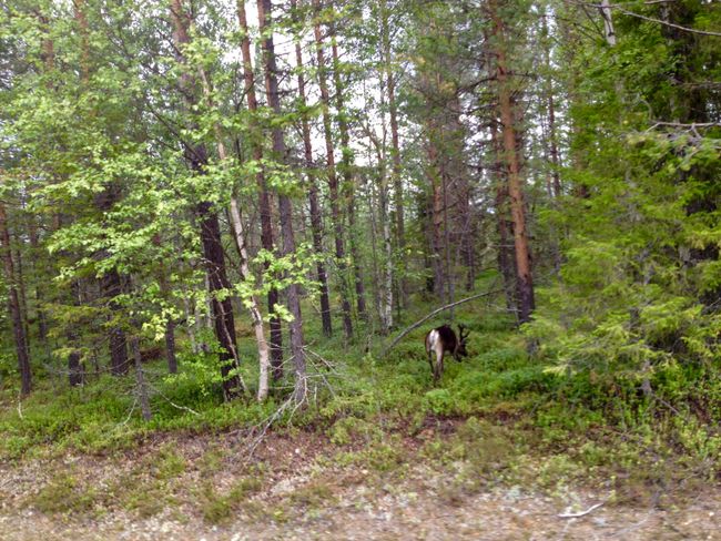 Reindeer at the Arctic Circle - August 16th