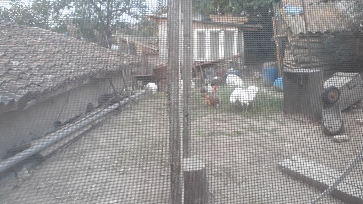 The morning view into the chicken garden behind the house.
