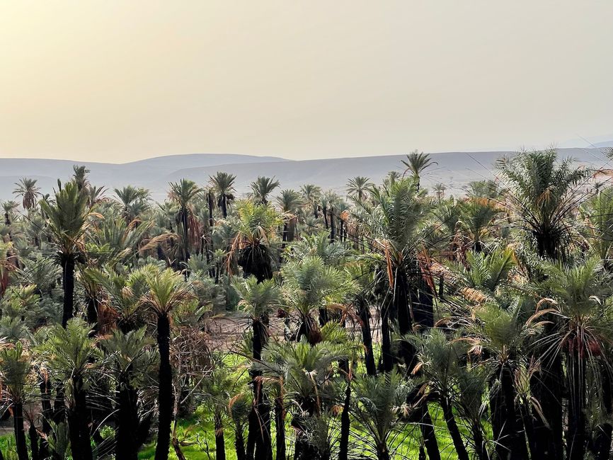 An oasis full of palm trees. (Photo: Birgit)