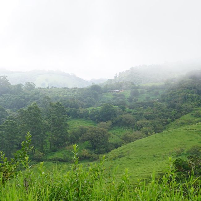 Cloud forests of Monteverde