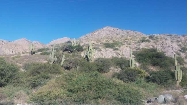 There are big cacti everywhere here 