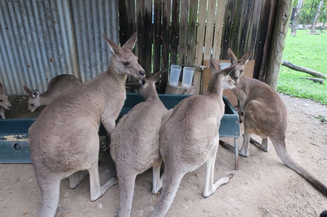 Kangaroos eating