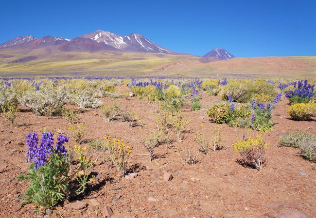 Schönes Chile, Atacama
