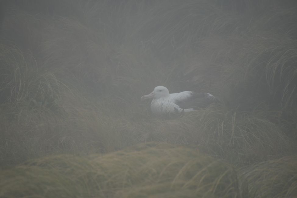 Campbell Islands - Brütender Albatros