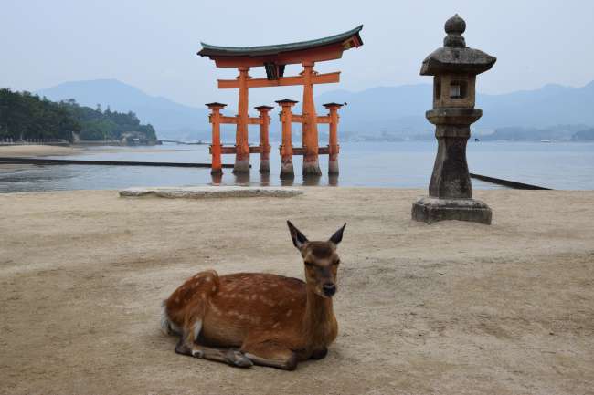 Still life with torii, lantern, and deer :)