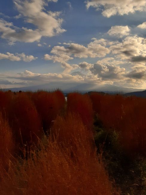 Fuji #9 und rotes Gras