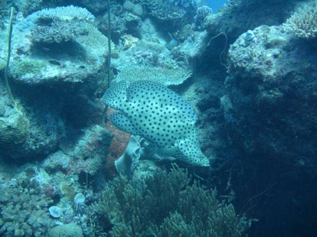 Tag 10: Tauchen Great Barrier Reef vs. Resort