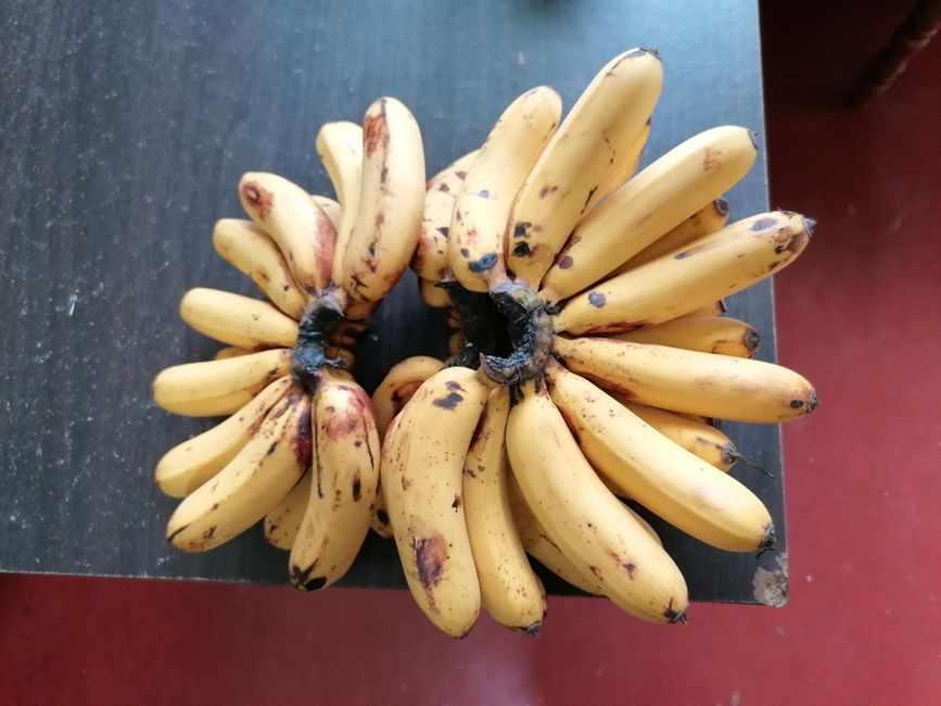 Bananan aus unserem Garten!