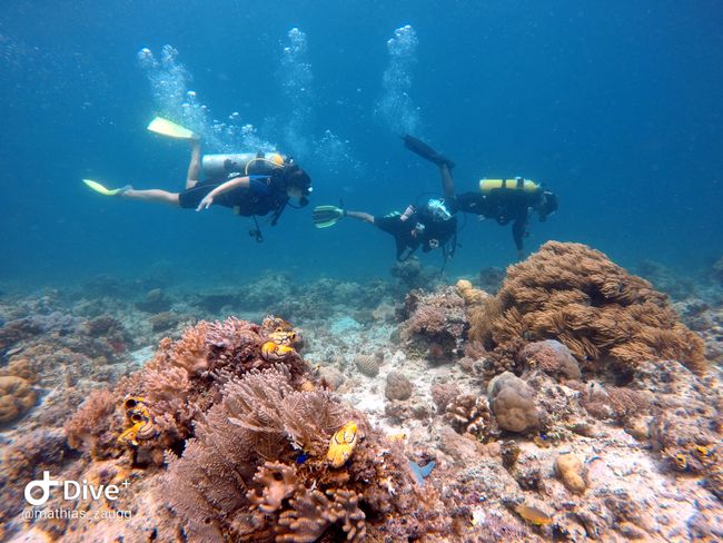 Diving in Mabul and Sipadan