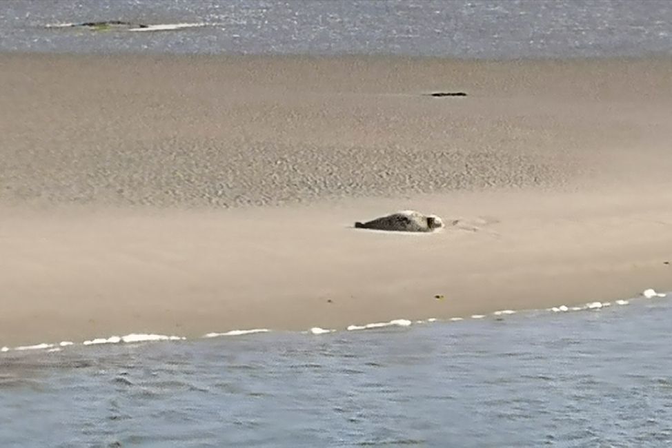 Saw a seal! 😍