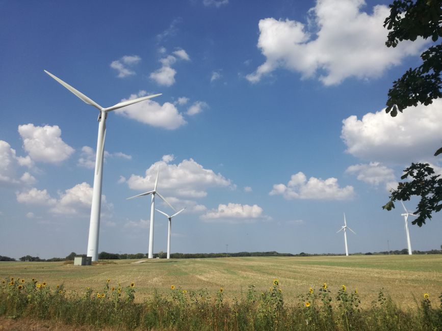 Energia e girasoli