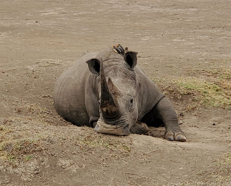 Chillo Rhino (mit Madenhacker)