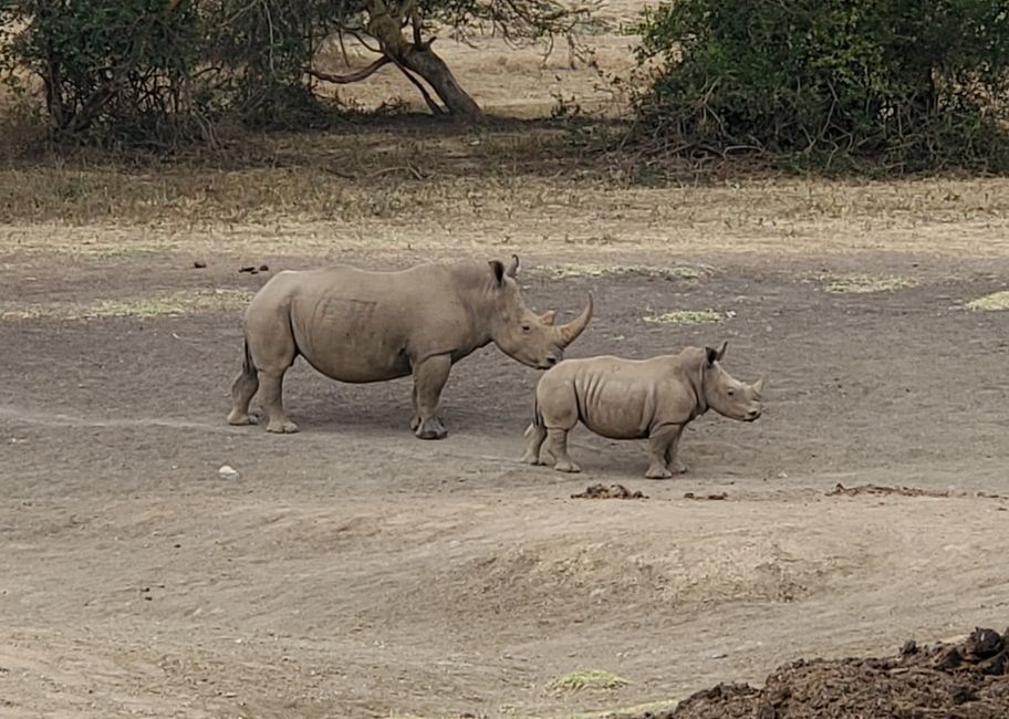 Hello Rhino 🦏