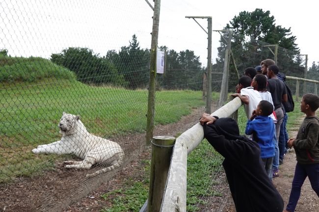 The children admire the white tiger